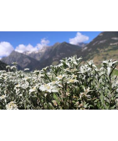 GERMACARE Baby Soft Skin Set - Buy Online on GoSupps.com