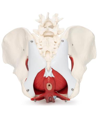 Buy Medical Anatomical Female Pelvis Model - 6-Part Life Size with Removable Organs - International Shipping Available - Buy Online on GoSupps.com