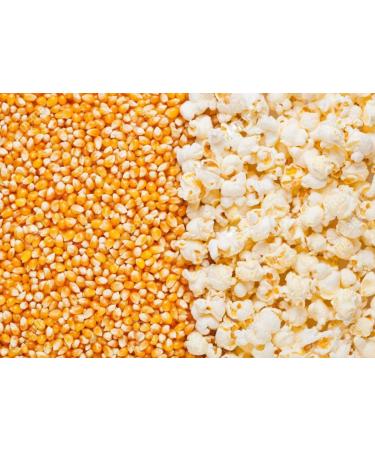 PRIME CULTIVATOR: Popcorn Kernels Seeds (500g)_Packing May Vary - Buy Online on GoSupps.com