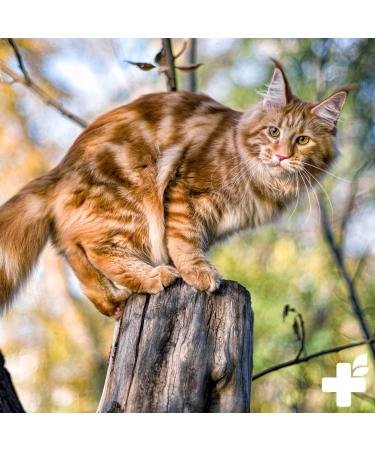 Reavet Barf Complete Cat Food All-Round Care for Cats | Barf Diet Vitamins & Minerals for Healthy Felines - Buy Online on GoSupps.com