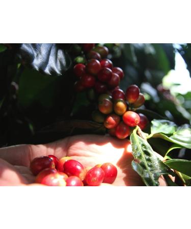 Caff Corsini - Compagnia dell'Arabica Jamaica Blue Mountain specialty coffee. Ground single-origin coffee from Jamaica for Es - Buy Online on GoSupps.com