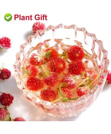PlantGift Dried Red Artful Plum Tea 30G/1oz - Gluten-Free Non-GMO Dried Flowers Herbs Kit for Bath Soap Making Dry Flowers - Buy Online on GoSupps.com