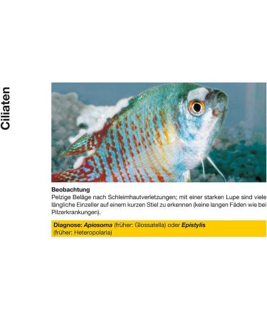 Sera CostaPur F 500 ml Effective Medicinal Treatment for Fish Against Ichthyophthirius Multifiliis & Skin Parasites | Aquarium Medication - Buy Online on GoSupps.com