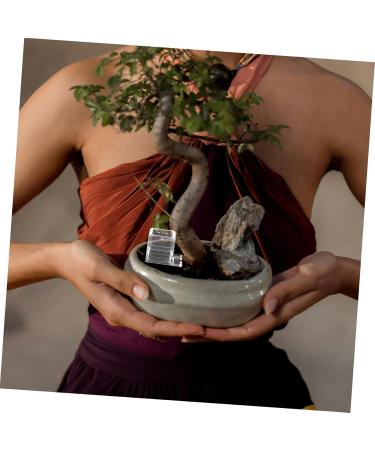 BESPORTBLE 2pcs Pet Water Feeder Ants Feeding Bowl Ants Nest Water Feeder Ants Water Feeding Plastic - Buy Online on GoSupps.com