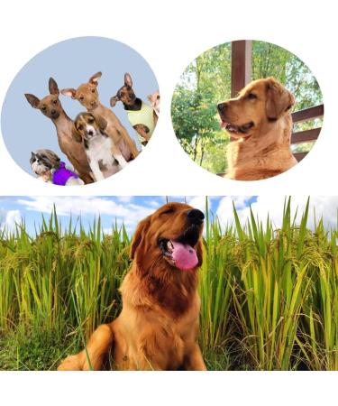Esforzarse Dog Whistle Training 3 Pcs Puppy Training Dog Training Whistles with Lanyards Dog Whistles That Makes Dogs Come to You with Lanyard Blue Black and White - Buy Online on GoSupps.com