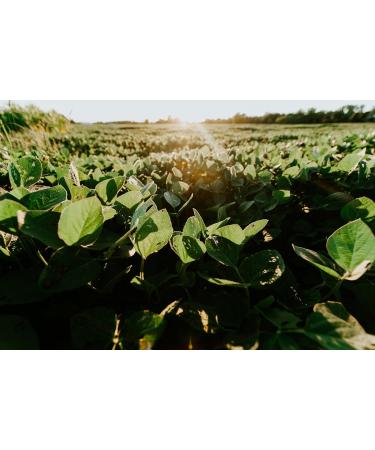 Kamelur 1kg Organic Soybeans - EU Grown Additive-Free Non-GMO Soybeans for Healthier Cooking - Buy Online on GoSupps.com