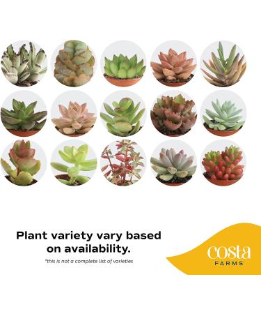 Costa Farms Mini Succulents 25-Pack - Fully Rooted Live Indoor Plants in Grower Pot, Green, 2 Inches Tall - Buy Online on GoSupps.com