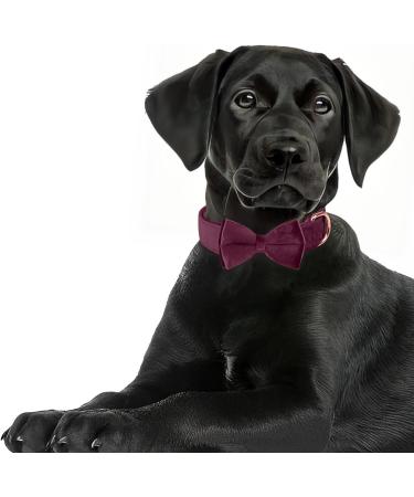 Shop Asvin Velvety Dog Collar with Removable Fly | Soft & Comfortable Multicolored Collar for Weddings & Parties - International Shipping - Buy Online on GoSupps.com