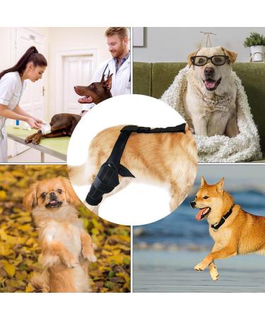 Dog Behind Leg Brace | Dog ACL Knee Support Brace - Support Dog Knee Brace Neoprene Hip Brace Adjustable Traction Belt for Knee for Cruciate Ligament Injury for Torn ACL Leg M right - Buy Online on GoSupps.com