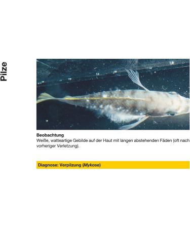 Sera 02260 mycopur - medicine for ornamental fish against fungi (mycosis) - Buy Online on GoSupps.com