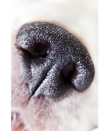 Leica Q (Typ 116) & Q2 10x High Definition Macro Lens - Buy Online on GoSupps.com