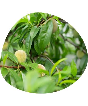 Share Original Fermented Plum Description Share Swiss Fermented WellBeing Green Plums Japanese Apricots Are Vegan Lactose Free - Pack Of 10 - Buy Online on GoSupps.com