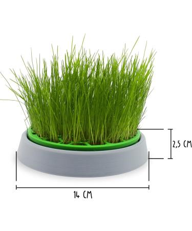 R&R SHOP - Double Seeds Dog Grass Kit - Germination Pot 2 Types of Grass for Dogs Stimulant and Digestive 4 Bags of Seeds and Substrate Suitable for All Dogs - Buy Online on GoSupps.com