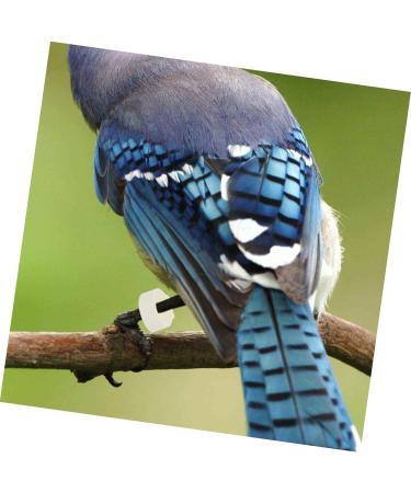 BCOATH Colored Tabs 300pcs Bands Small Green Pigeons Bird Outdoor Ring Finch Classification Doves Pigeon Dove Clip Ducks Colorful White Pet Birds Marking for Band Parrots Bright Professional Chicks 1.3X1.3X0.5CM As Shown - Buy Online on GoSupps.com