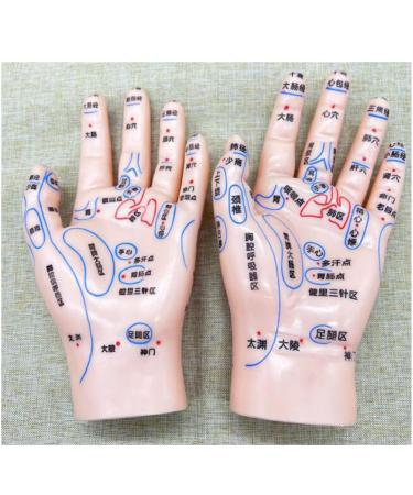 Acupuncture Earrings & Hand/Foot Models - Chinese Medicine Meridian Learning Tools - Buy Online on GoSupps.com