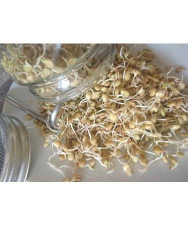 250g ORGANIC sprouting seeds lentil sprouts sprout seeds sprout seed germination microgreens green cabbage sprout cultivation