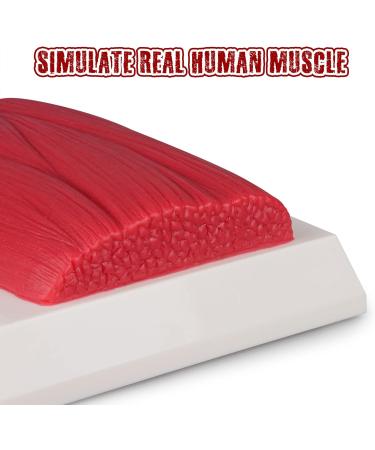 SimCoach 1 Lb Human Body Fat & Muscle Replica for Fitness Motivation | Nutritionist & Athlete Muscle Fat Model - Buy Online on GoSupps.com