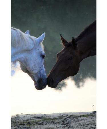 Lucor Root Brush Horse - Long Soft Bristle Mane Comb | Premium Horse Accessories for Shine & Dirt Removal - Buy Online on GoSupps.com