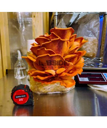 Pink Oyster | Live Liquid Mushroom Culture Syringe | Premium Genetics | Commercial Grade | Gourmet Mushroom | Contamination Free | Grow at Home | LABSIDE Industries - Buy Online on GoSupps.com