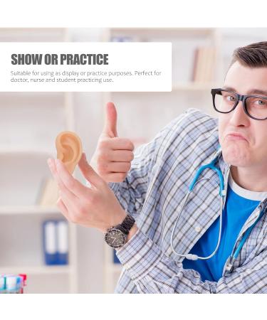 Buy Beavorty Ear Training Model - Realistic Left Ear Simulation for Teaching & Education | International Shipping Available - Buy Online on GoSupps.com