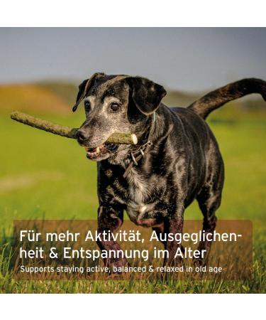 AniForte Senior Active - Minerals and vitamins for Senior Dogs supports memory and heart function (250g) - Buy Online on GoSupps.com