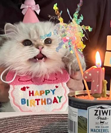 Cat Birthday Outfit Set: Pink Scarf Party Hat & Bibs - Perfect Pet Birthday Decorations - Buy Online on GoSupps.com