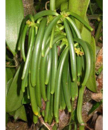 Grade B Madagascar Bourbon Planifolia Extract Vanilla Beans - 10 Count - 12-14cm (4-5 inches) - Vanilla Products USA - Buy Online on GoSupps.com