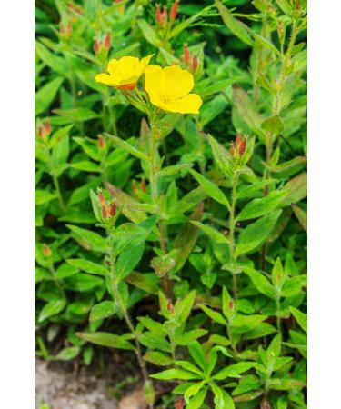 Health Embassy Evening Primrose Seeds Powder 100g - Premium Oenothera Biennis for Health Benefits | International Shipping - Buy Online on GoSupps.com
