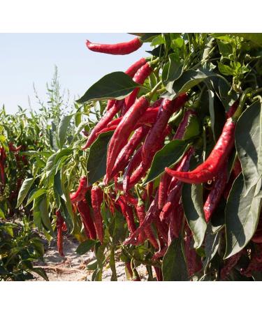 LalolaGourmet- Spanish Smoked Paprika - Sweet and Hot - Set 2 tins x 70 g - Premium Gourmet Quality Spices - Produced in the famous region of LA VERA -D.P.O. - The Authentic Spanish Taste - Buy Online on GoSupps.com