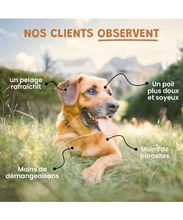 Museau & Co Vinegar of the 4 Thieves for Dogs and Cats - Parasites Shine of the Coat Natural Anti-Itch Grandma's Remedy Made in France (100ml) - Buy Online on GoSupps.com