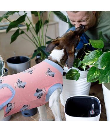 Shop Pumyporeity Recovery Suit for Dogs - Postoperative Wound Protection & Anti-Licking Suit (Pink Cactus XL) | Ideal for Castration Recovery - Buy Online on GoSupps.com