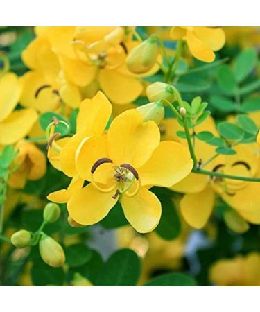 Mesliz Avarampoo Powder | Tarwar Tangedi Senna Auriculata | 300 GM | - Buy Online on GoSupps.com