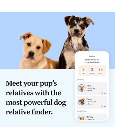 Wisdom Panel Essential Dog DNA Test Kit: Accurate Breed ID, Ancestry & Health | 25+ Conditions | Traits | Relatives - 1 Pack - Buy Online on GoSupps.com