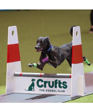 Flexitags Personalised Silent Slide on Dangle-Free Dog ID Tag Deep Diamond Tip Engraved for Durability Ideal for Active Dogs 150+ Colour Combinations Large Black - Buy Online on GoSupps.com