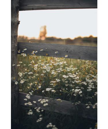 Kamelur 250 g organic whole chamomile flowers dried for organic chamomile tea - high quality organic chamomile tea without additives - ORGANIC chamomile flowers in biodegradable packaging - Buy Online on GoSupps.com