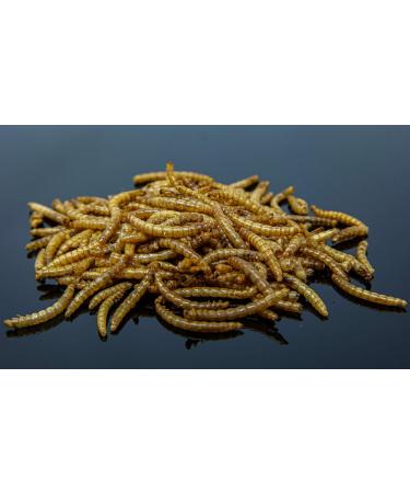 Super Worms 10 kg - Dried Mealworms for Fish Birds Hedgehogs & Small Pets | Premium Insect Feed Snack International Shipping - Buy Online on GoSupps.com