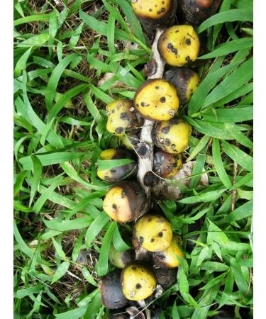 Indonesian Organic Ground Arenga Pinnata Sugar 200g/ Gula Semut Aren The Taste of Traditional Sweetener- Halal - Buy Online on GoSupps.com