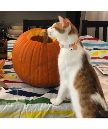 Fall Cat Collar with Bells | Autumn Dog Collar for Small Dogs | Orange Pumpkin Kitten Collar for Thanksgiving - Buy Online on GoSupps.com