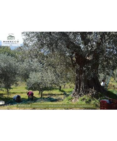 100% Italian Organic Extra Virgin Olive Oil 1 Bottle 500 Ml - Buy Online on GoSupps.com