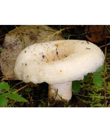 Semi di Funghi Gruzd Lactarius Reale micelio Organic Russa Ucraina