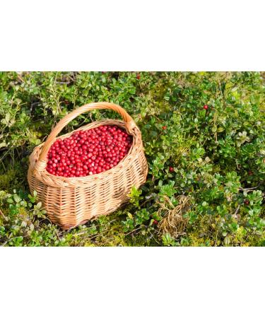 Buy 100% Natural Cranberry Powder 200g | Wild Collection Fruit Powder | Premium Quality Superfood - Buy Online on GoSupps.com