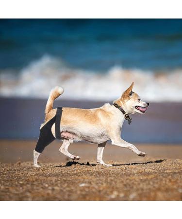 Siopob Dog Leg Brace | Dog Elbow Brace Knee Immobilizer - Leg Braces for Dogs Pet Knee Brace He-lp Dog Keep The Joint Stable Preve-nt Injuries - Buy Online on GoSupps.com