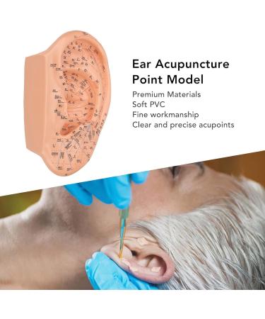 Verdant Touch Ear Acupuncture Points Model - 40cm Professional PVC Ear Zone Massage Tool for Accurate Acupuncture - Buy Online on GoSupps.com