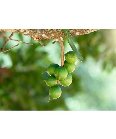 Organic Raw Macadamia Nut Halves & Pieces 2 lbs - Non-GMO, Unsalted, Kosher, Vegan - Keto Snack, Healthy Fats - Ideal for Salad, Yogurt, Cereal & Dessert - Buy Online on GoSupps.com