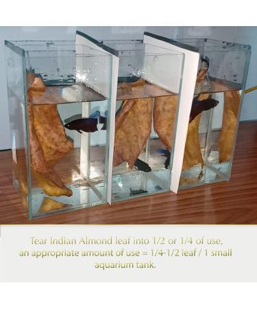Indian Almond Leaves Leaf (15 25 Pieces) BettaLeaf 50 Grams Pack | 20-25cm. | Best Gold Brown Quality | Fish Tank for Betta Fish Shrimp Crayfish for Fish Healthy & Comfort - Buy Online on GoSupps.com