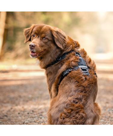 Adjustable STUCH Dog Harness - Padded Nylon for Small Medium & Large Dogs | Lime S - International Shipping Available - Buy Online on GoSupps.com