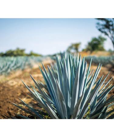 Wholesome Sweeteners Agave Syrup 1472g - Buy Online on GoSupps.com