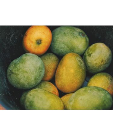 Extra Mango and Passion Fruit Jam - Baked in a Cauldron in Provence - Handmade - Whole Fruit Jam - Spread - 280g - ALBERT M N - Buy Online on GoSupps.com