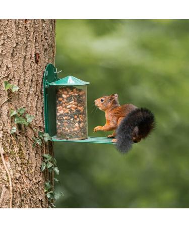 Green Metal Wild Squirrel Feeder - Garden squirrel feeding for wildlife Discourage squirrels from raiding and damaging bird feeders by providing them with their own dedicated feeder. - Buy Online on GoSupps.com