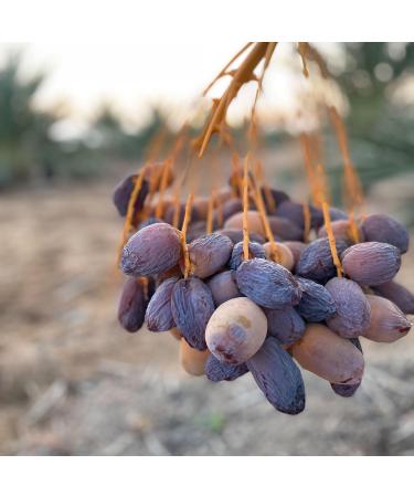 Buy NABALI FAUMAST Medjool Dates - 100% Fresh & Sweet - 3x1kg from Palestine - Premium Quality - Buy Online on GoSupps.com